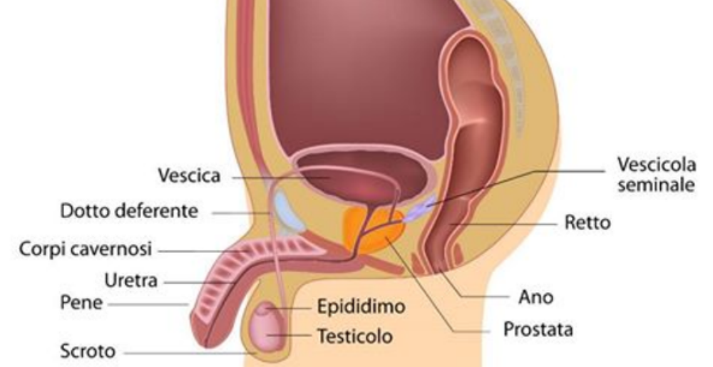 ginnastica pelvica per erezione con asciugamano
