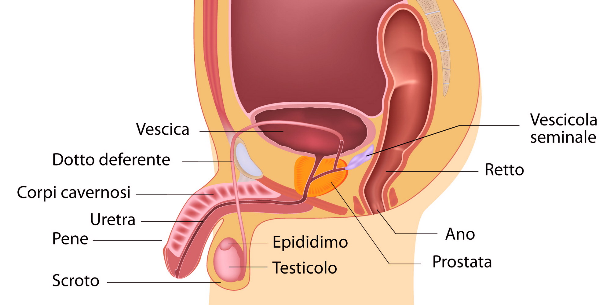 sistema idraulico per erezione